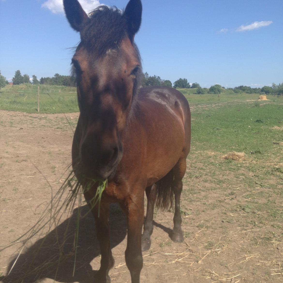 New Forest Minelli billede 15