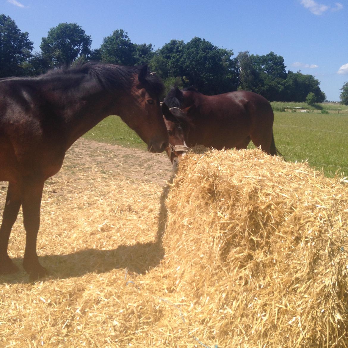 New Forest Minelli billede 16