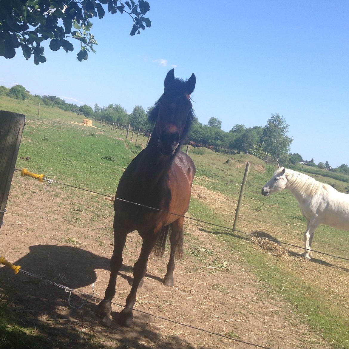 New Forest Minelli billede 17