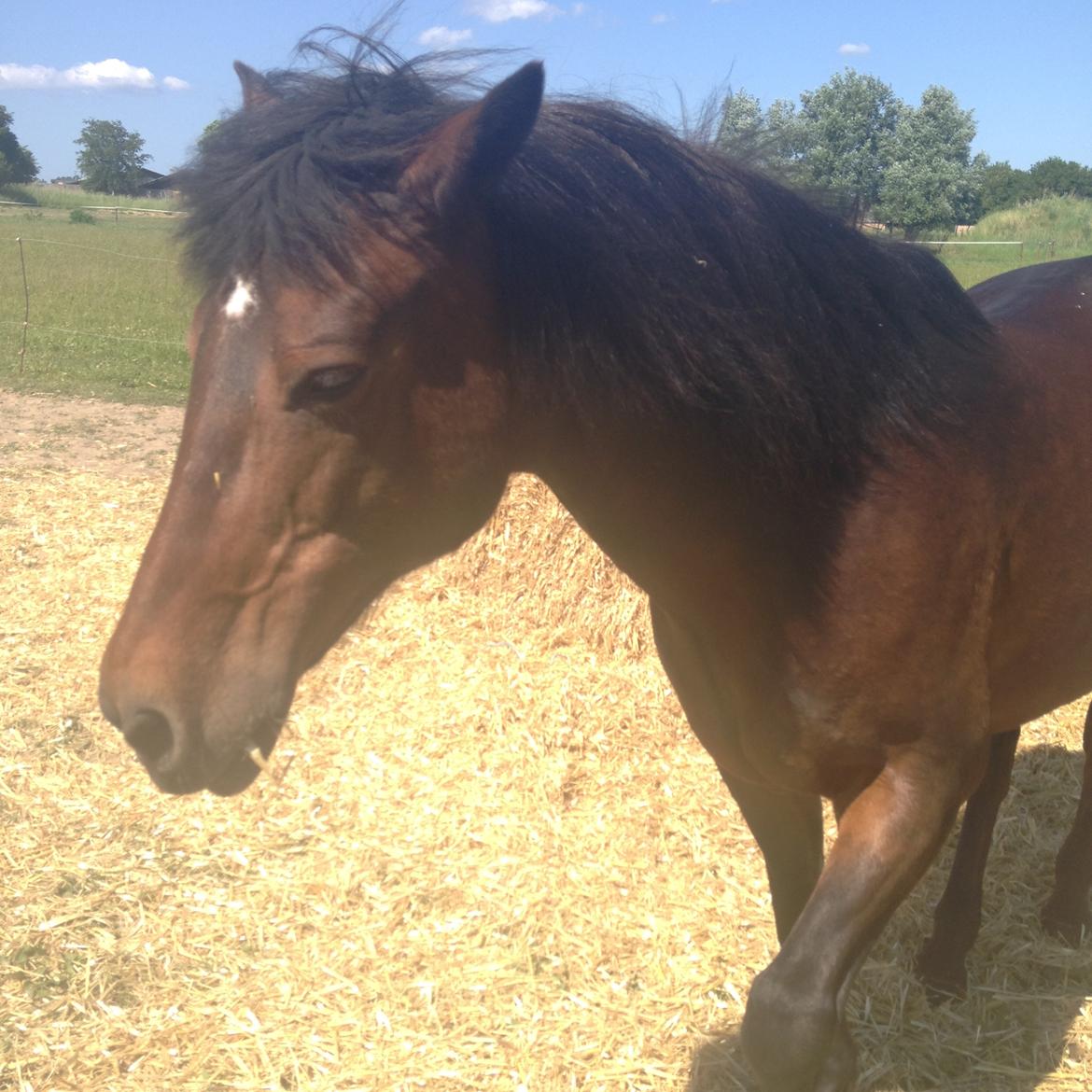 New Forest Minelli billede 18