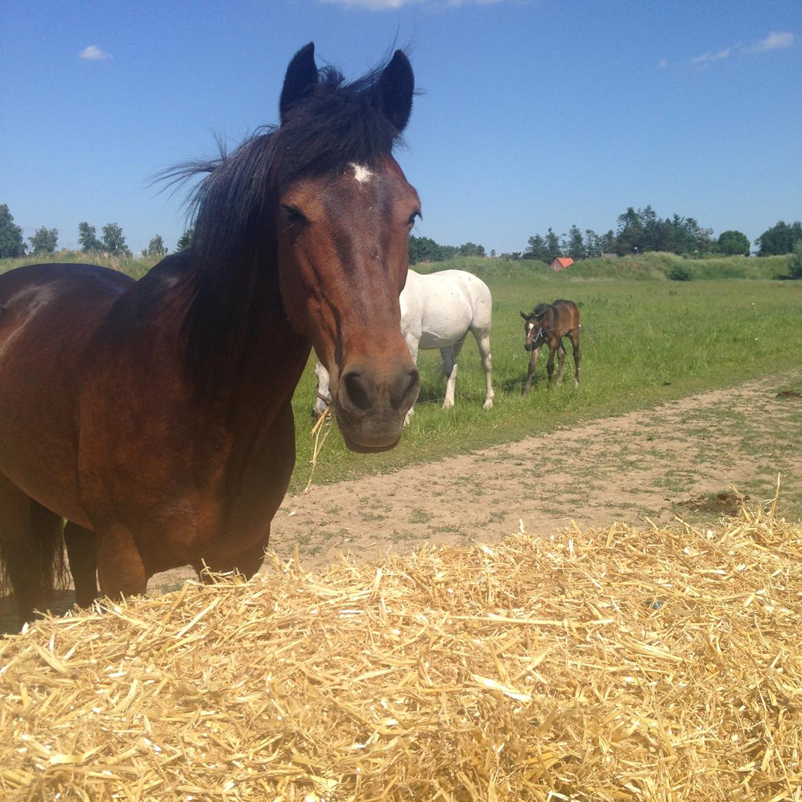 New Forest Minelli billede 19