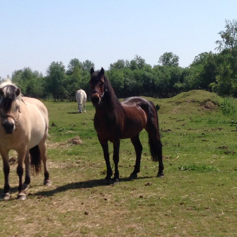 New Forest Minelli billede 20