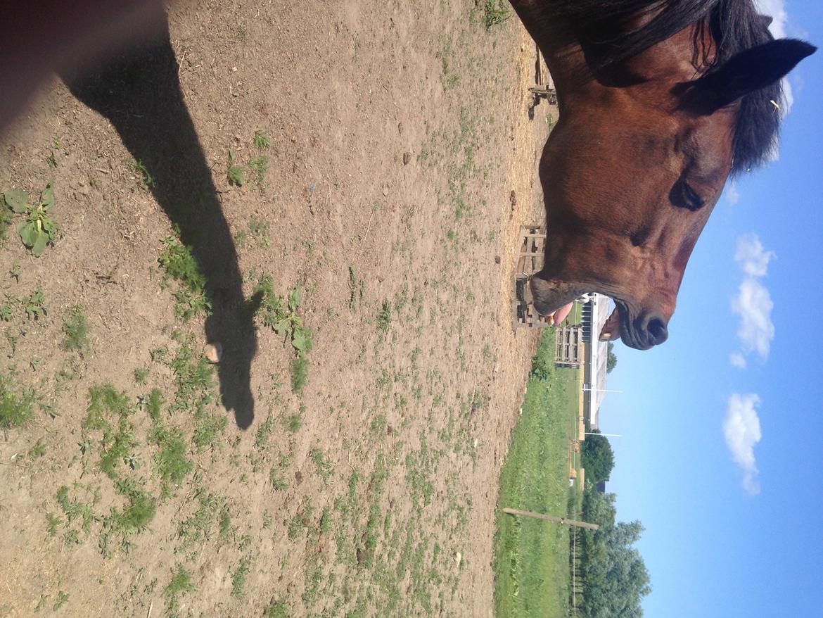 New Forest Minelli billede 14