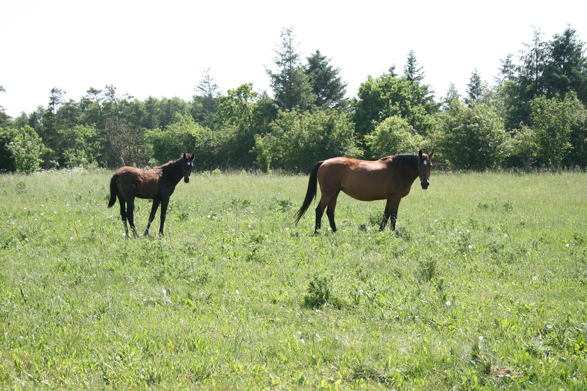 Dansk Varmblod Amanda billede 2