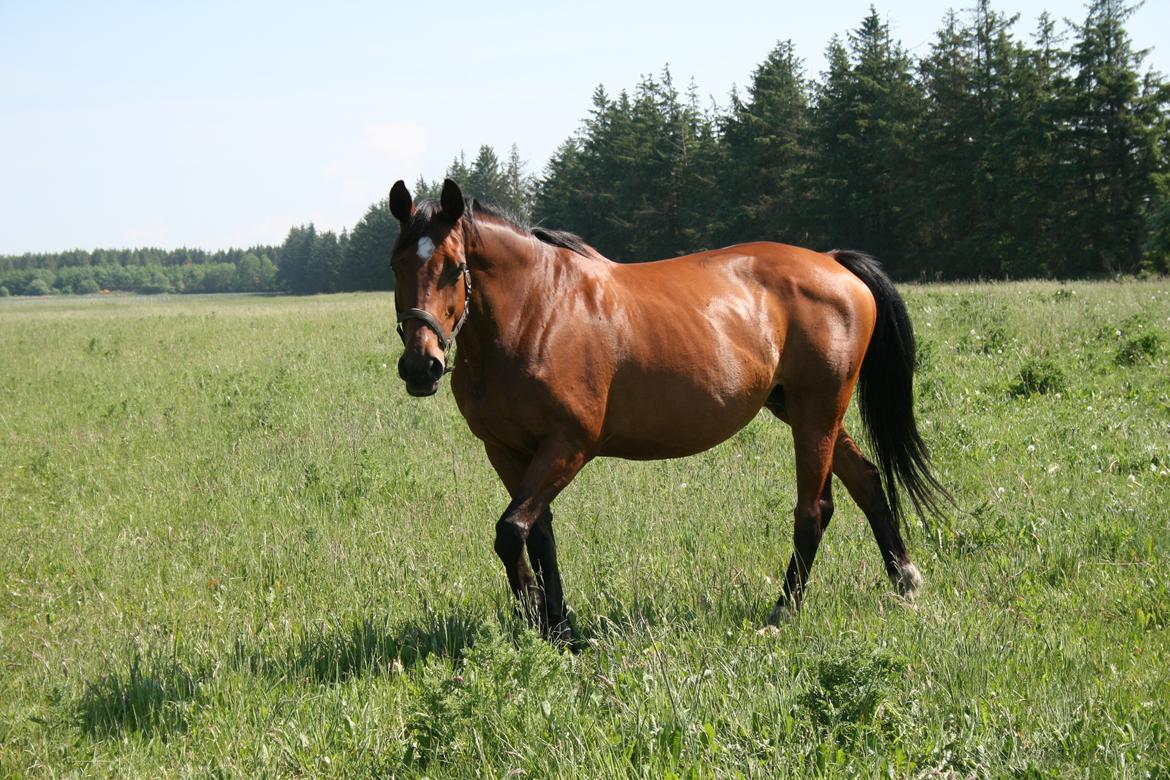 Dansk Varmblod Amanda billede 1