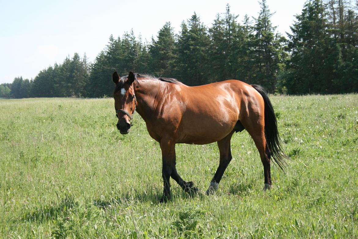 Dansk Varmblod Amanda billede 3