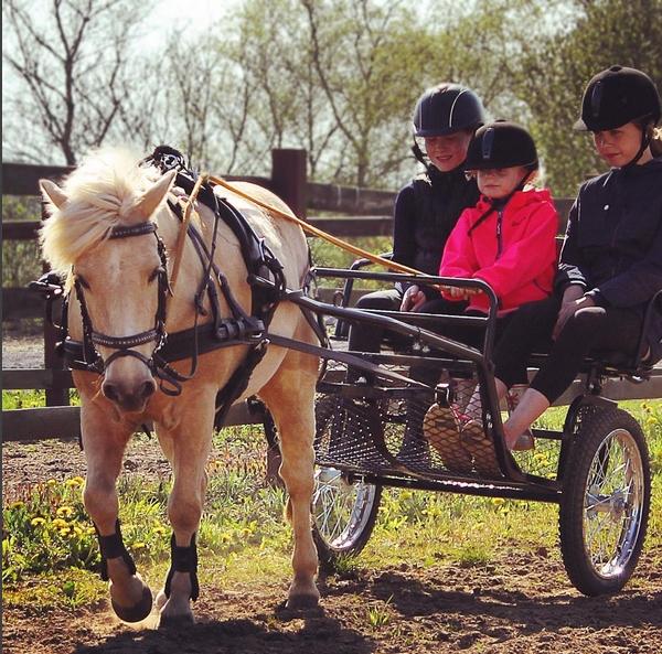 Welsh Partbred (Sec F) Stendalsgaards Golden - Første gang for vogn! Billede: Simone Hvilsted billede 3