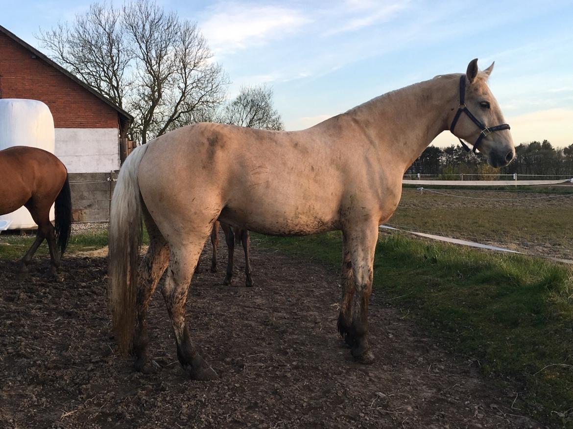 Frederiksborg Sonnerupgårds Isabel FR 8676 billede 8