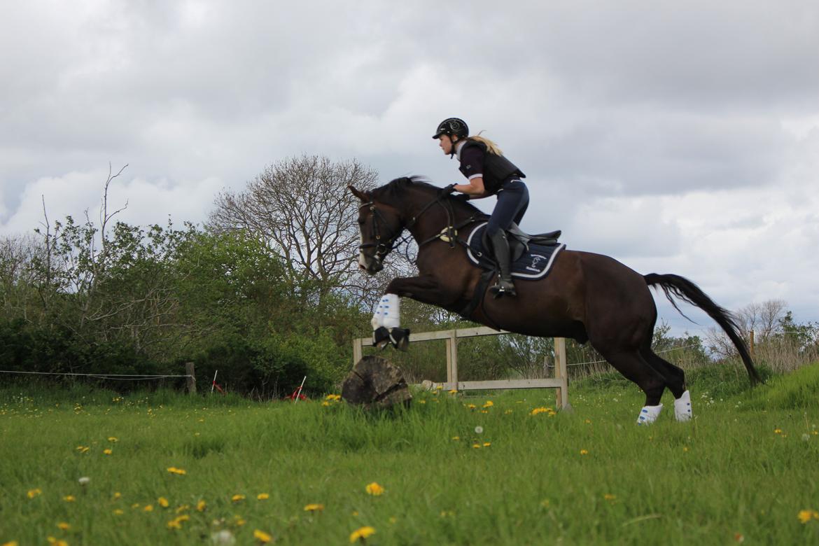 Anden særlig race Klintegårdens Kasus billede 5