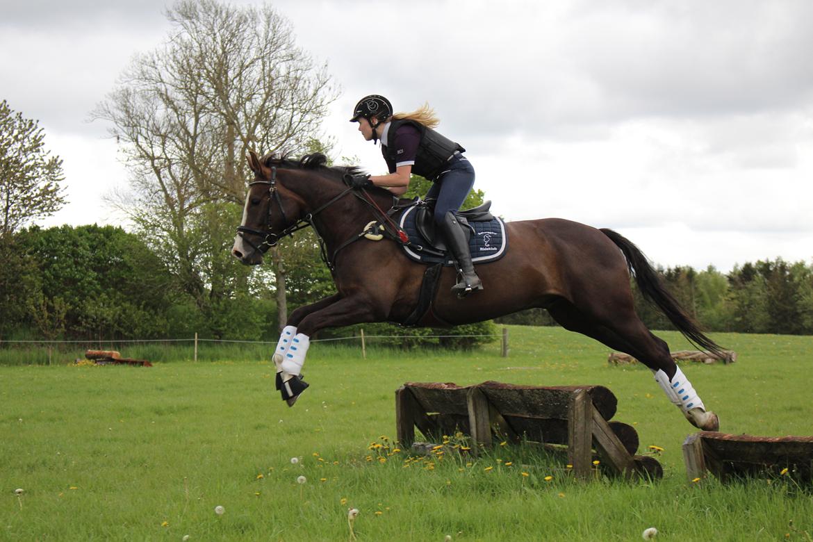 Anden særlig race Klintegårdens Kasus billede 10