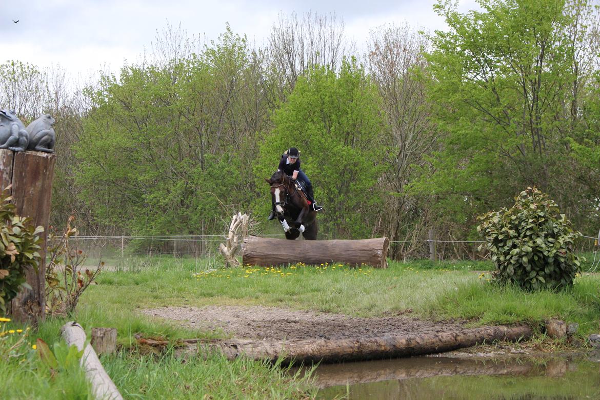 Anden særlig race Klintegårdens Kasus billede 11