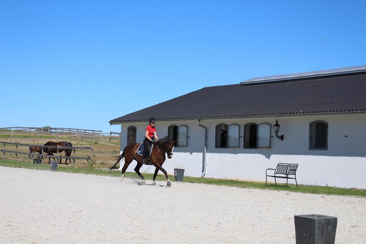 Anden særlig race Klintegårdens Kasus billede 8