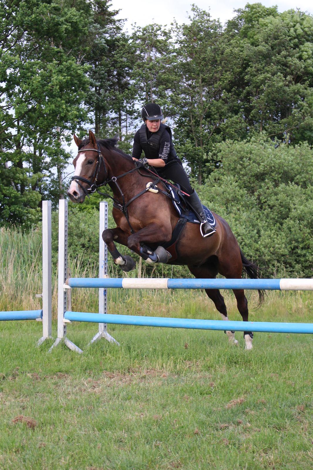 Anden særlig race Klintegårdens Kasus billede 9