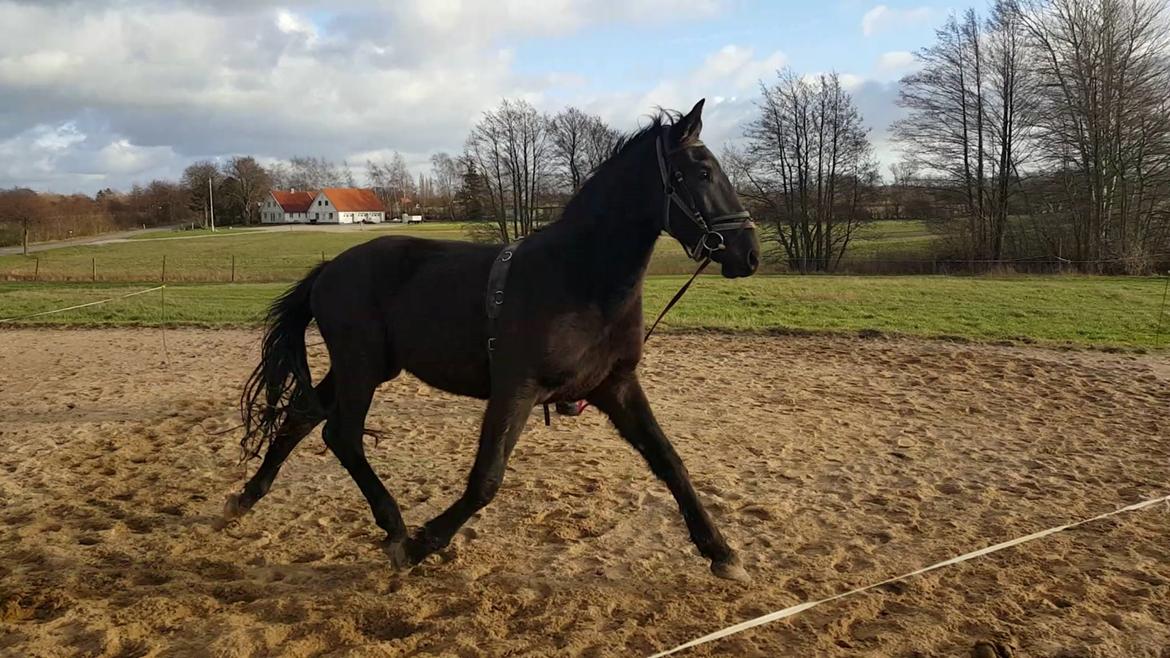 Oldenborg Sjamajka Nyholm billede 39