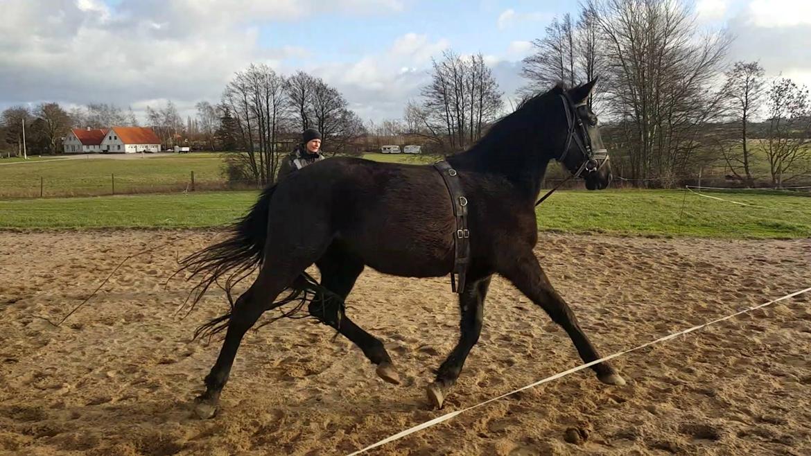 Oldenborg Sjamajka Nyholm billede 40