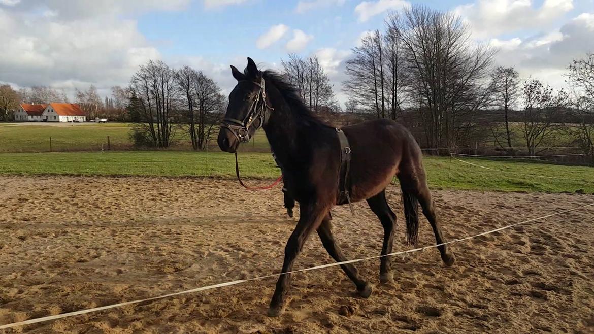 Oldenborg Sjamajka Nyholm billede 38