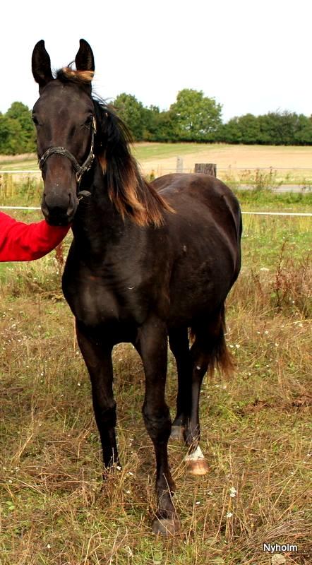 Oldenborg Sjamajka Nyholm billede 41