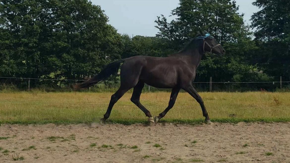 Oldenborg Sjamajka Nyholm billede 36