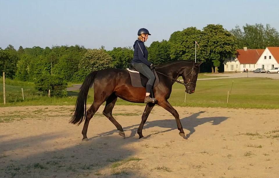 Oldenborg Sjamajka Nyholm billede 9