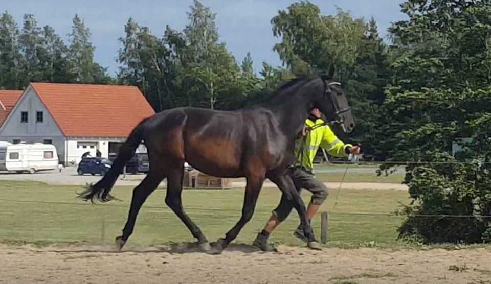 Oldenborg Sjamajka Nyholm billede 30