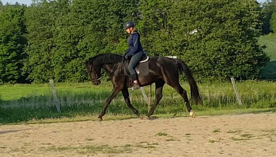 Oldenborg Sjamajka Nyholm billede 10