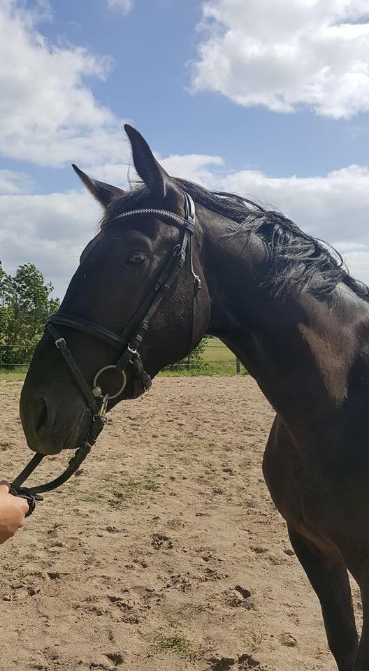 Oldenborg Sjamajka Nyholm billede 5