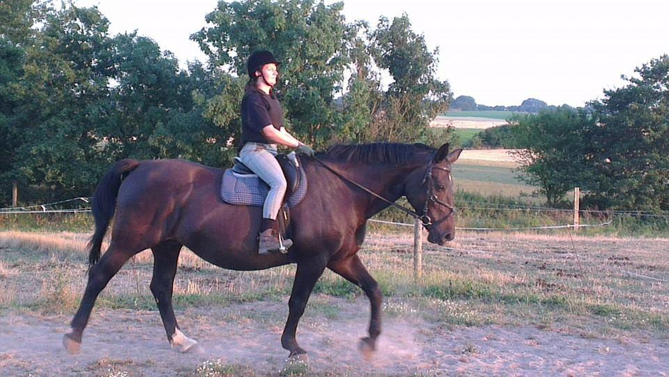 Oldenborg Savana Tisted billede 13