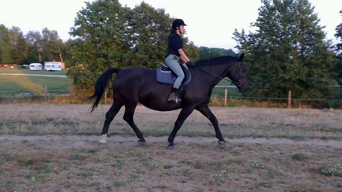 Oldenborg Savana Tisted billede 15