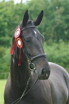 Oldenborg Savana Tisted billede 16