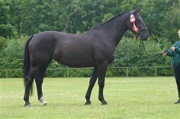 Oldenborg Savana Tisted billede 17