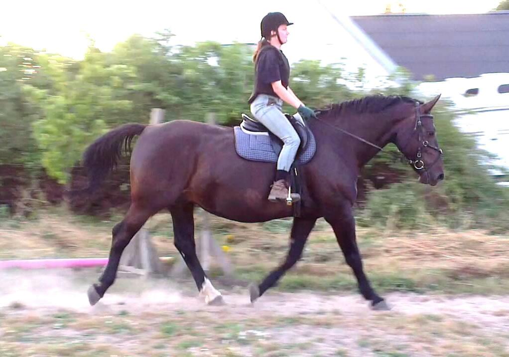 Oldenborg Savana Tisted billede 14