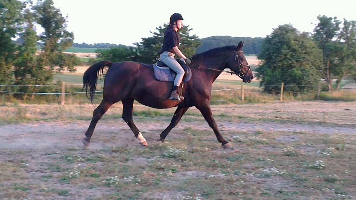 Oldenborg Savana Tisted billede 19