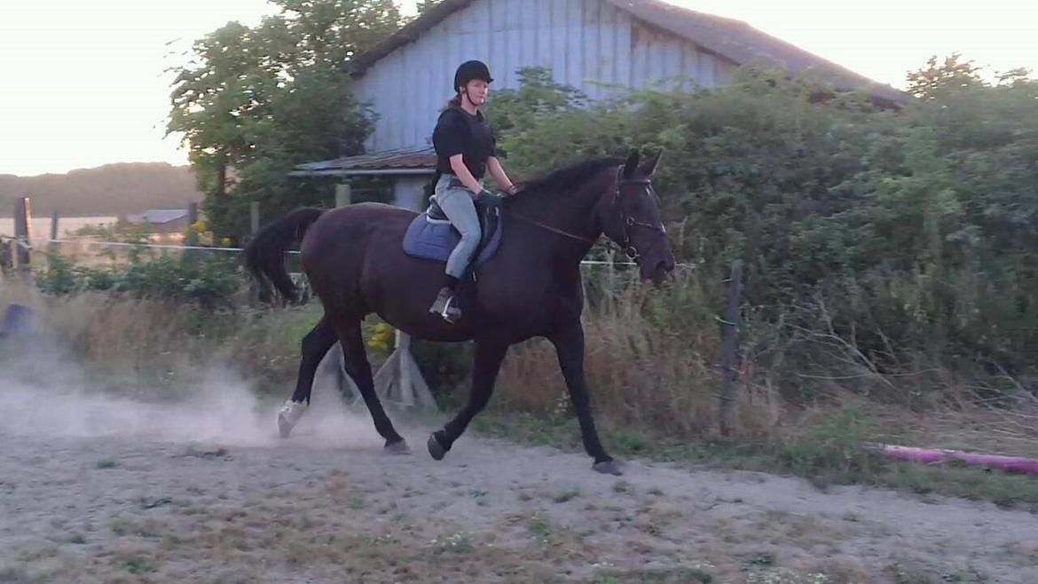 Oldenborg Savana Tisted billede 20