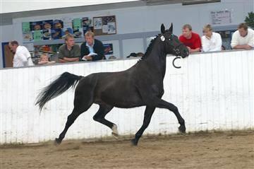 Oldenborg Savana Tisted billede 21