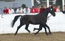 Oldenborg Savana Tisted billede 18