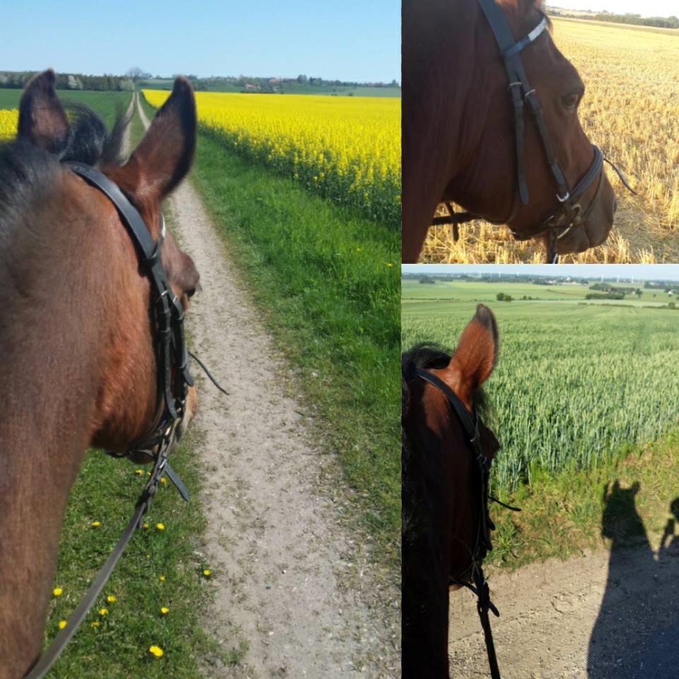 New Forest Baltazar - Foto: mig ( 2015 - 2016) billede 13