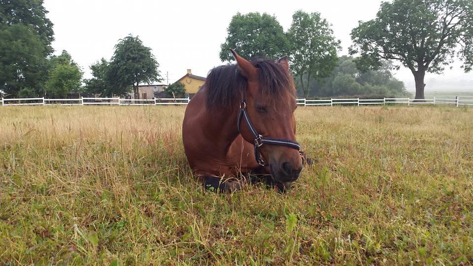 New Forest Baltazar - Foto: mig (2016) billede 8