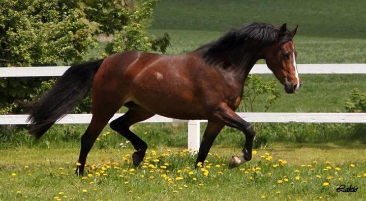 Anden særlig race Lakie billede 8