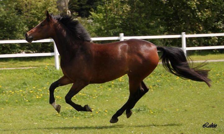 Anden særlig race Lakie billede 12