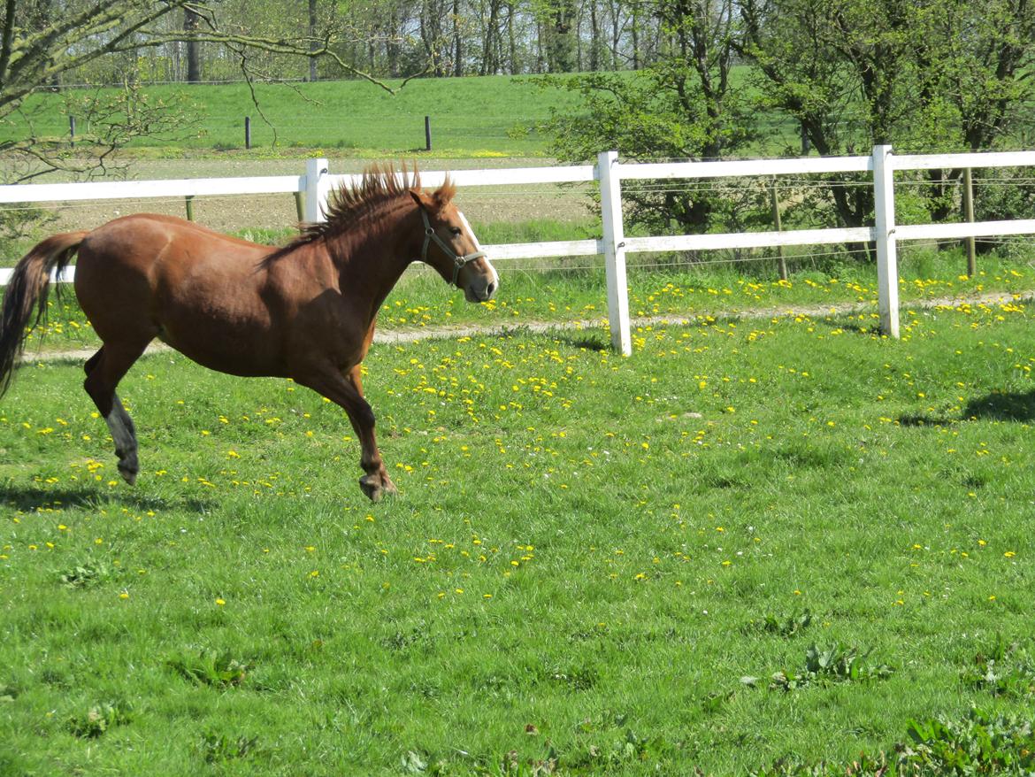 Anden særlig race Tessa billede 3