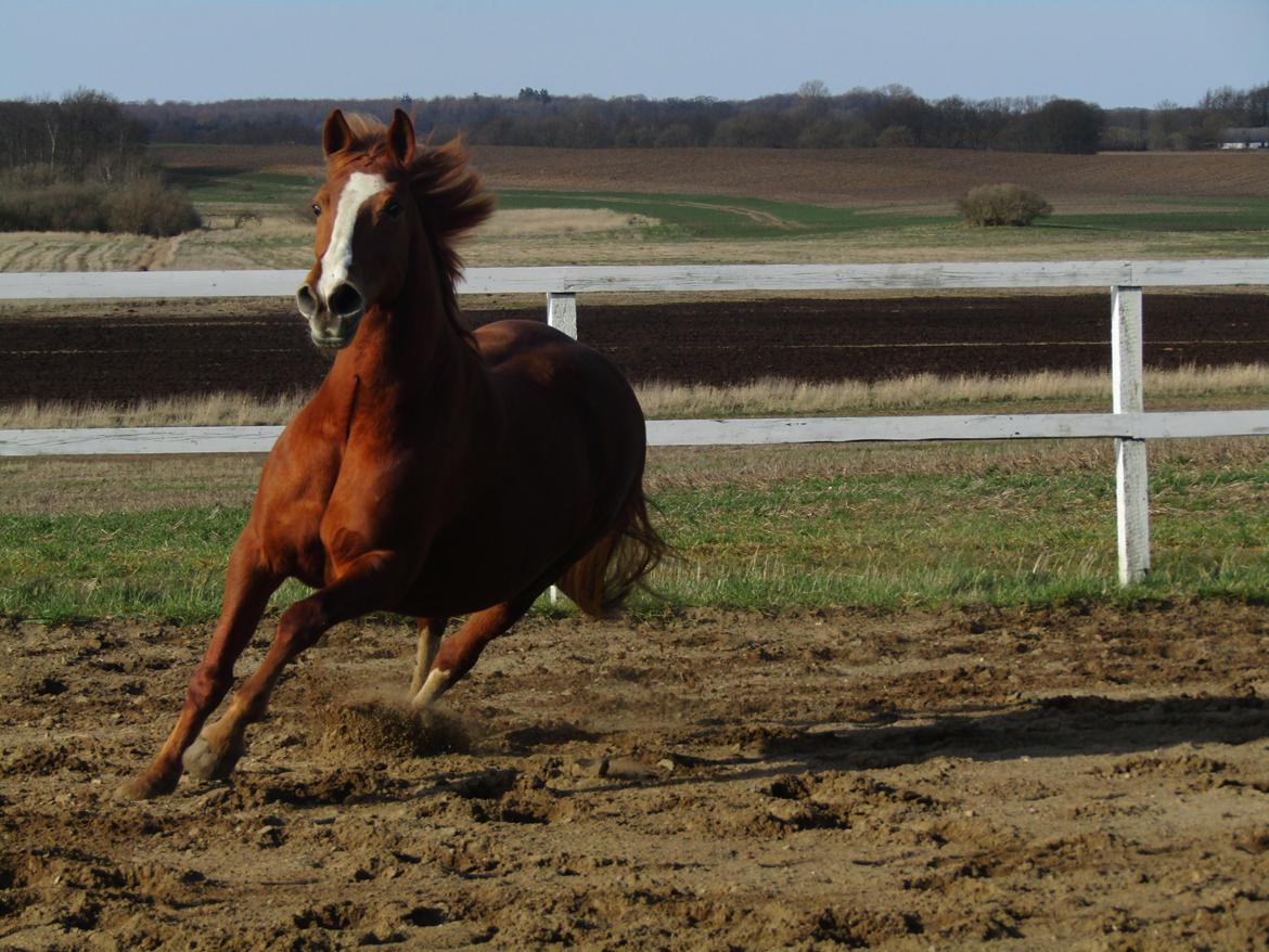 Anden særlig race Tessa billede 8