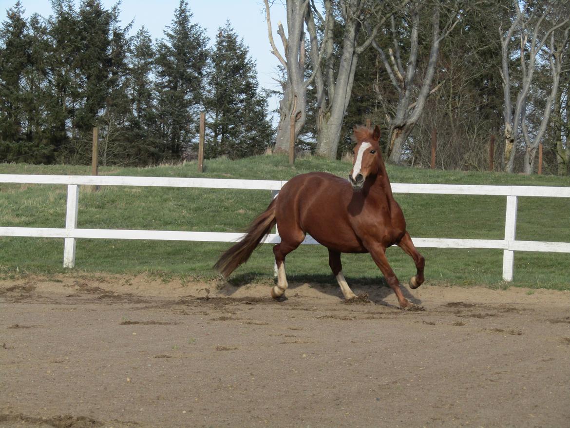 Anden særlig race Tessa billede 6