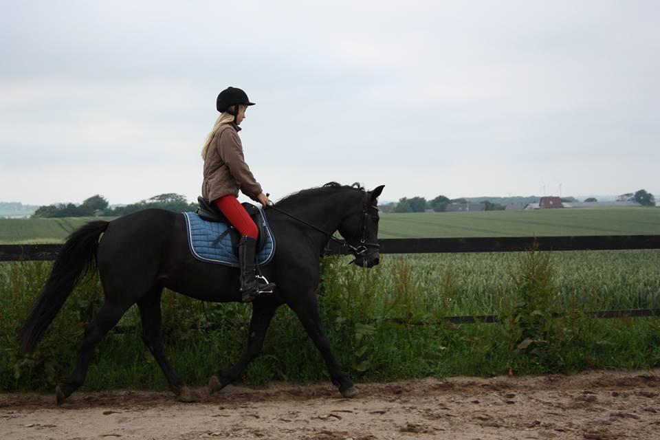 New Forest Elmholts Desiré - 22. juni 2016: Så er Desire blevet overdraget til lillesøster <3 billede 8