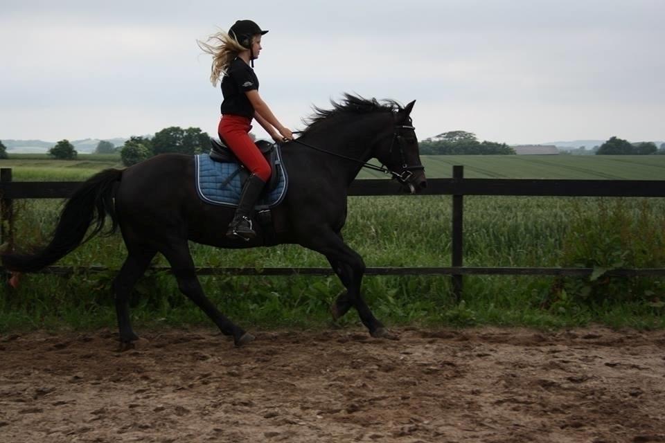 New Forest Elmholts Desiré - 22. juni 2016 træning hjemme billede 17