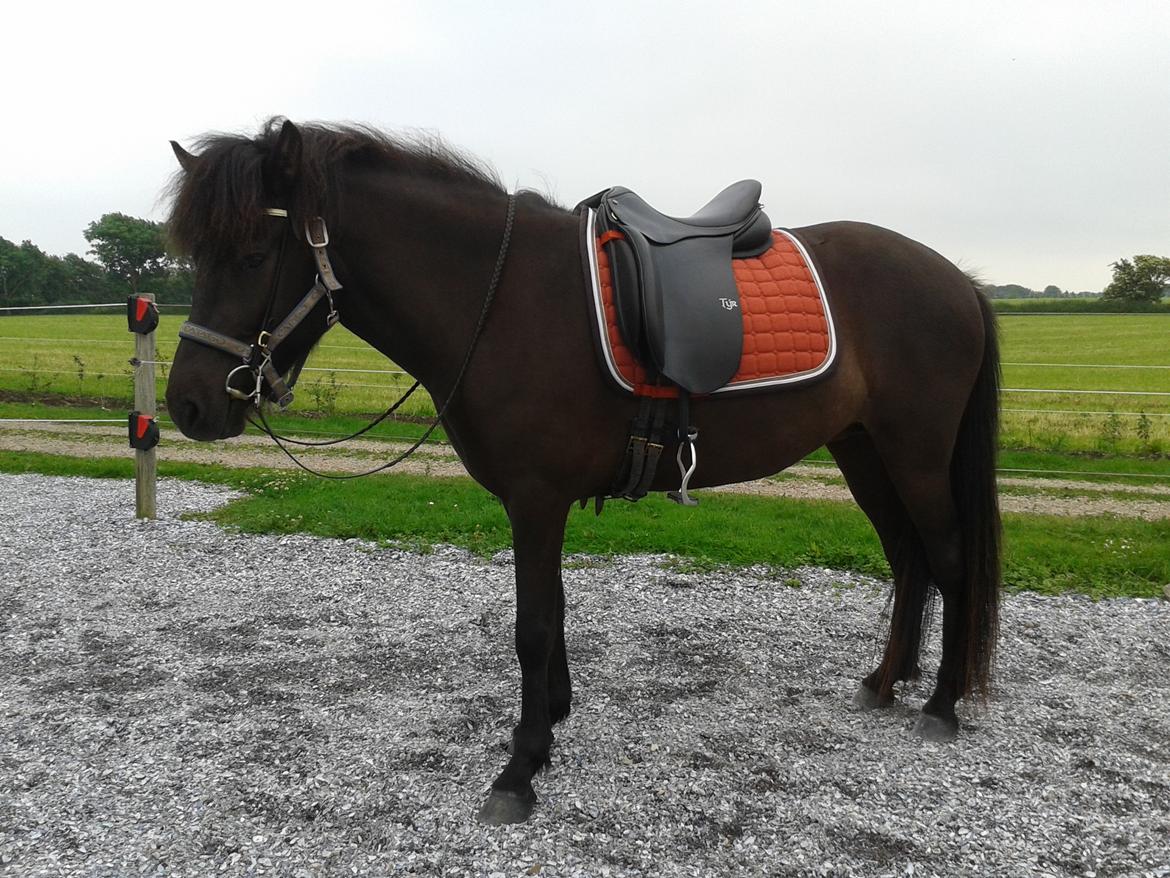 Islænder Dimma fra Trekanten - Første gang med udstyr på billede 20