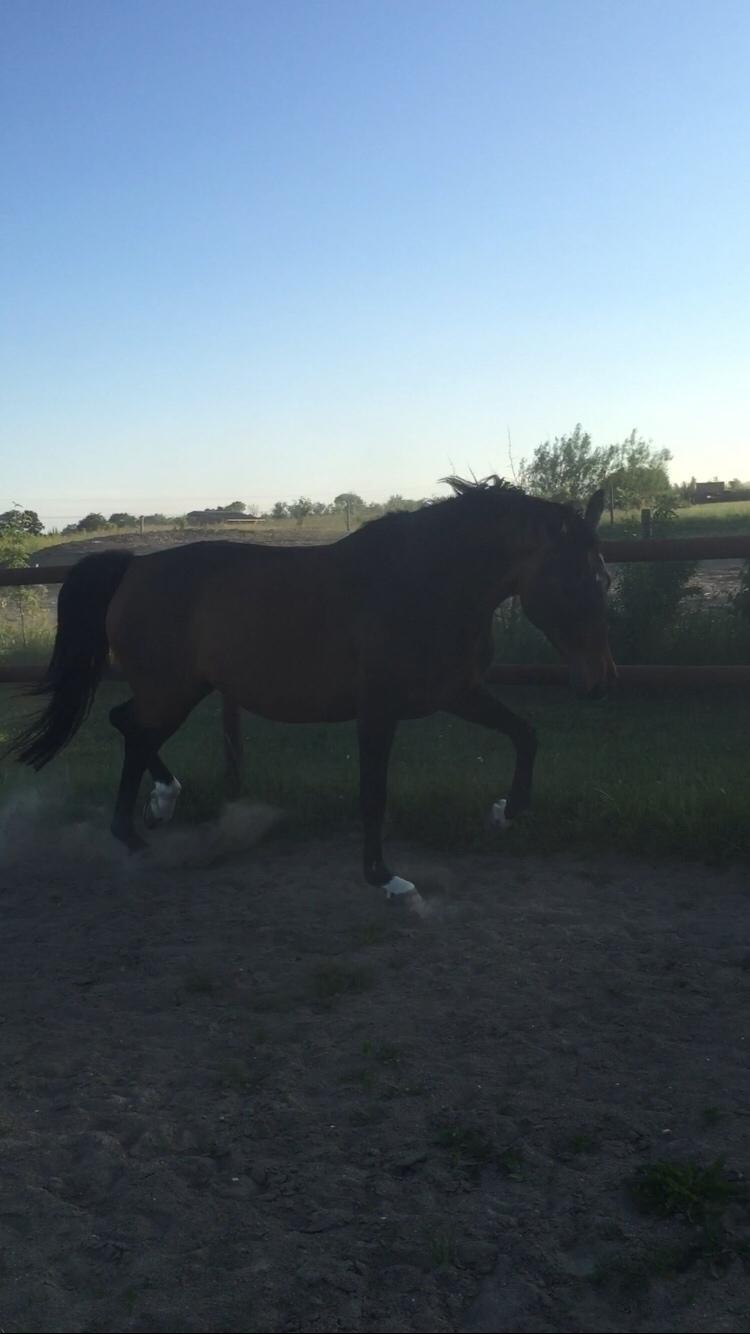 Dansk Varmblod Que Kimer billede 17