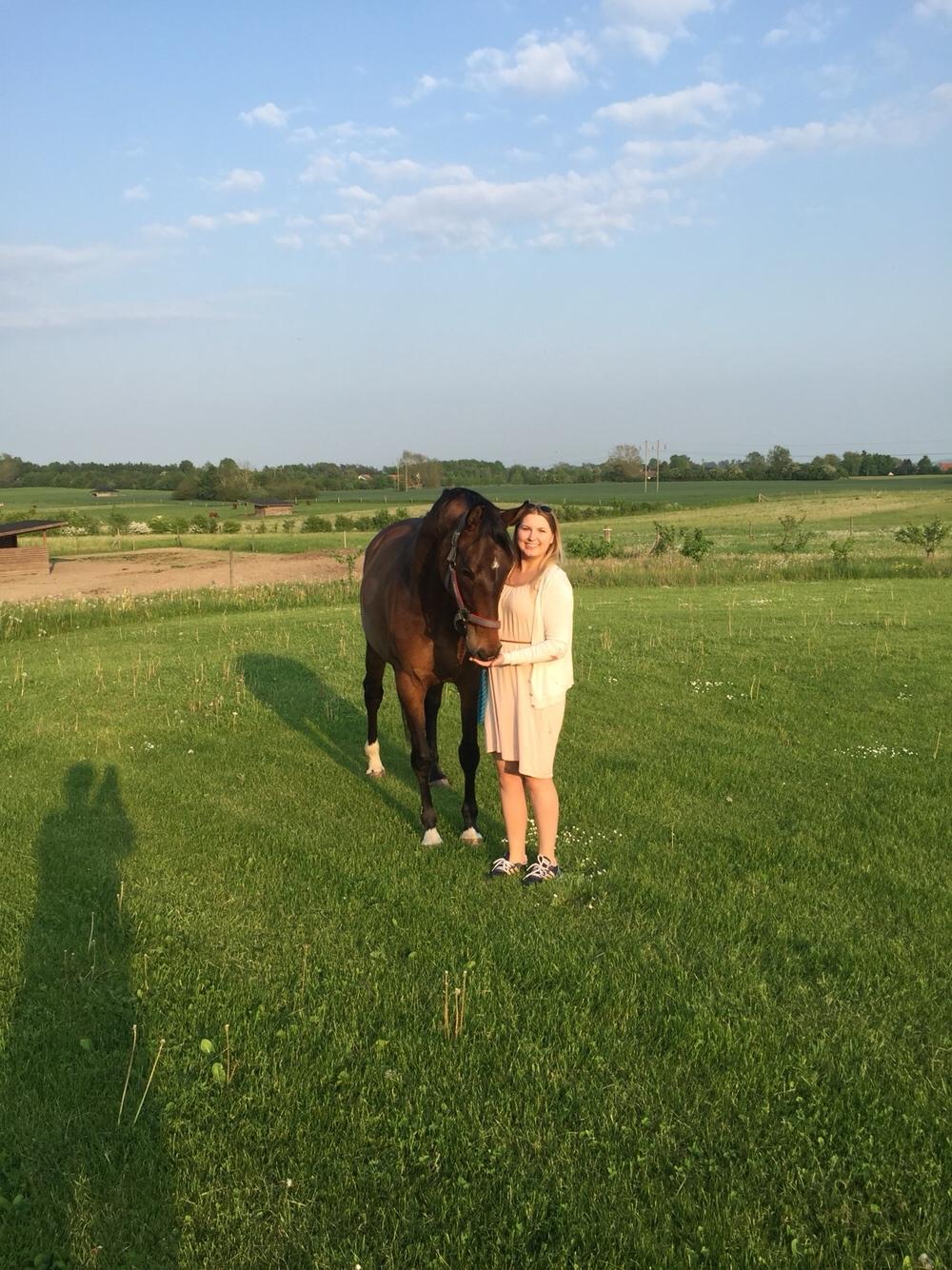 Dansk Varmblod Que Kimer billede 18