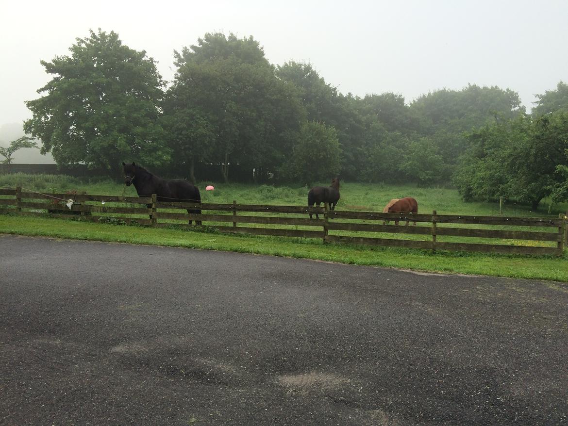 Islænder Sanna fra Åsbæk  billede 8