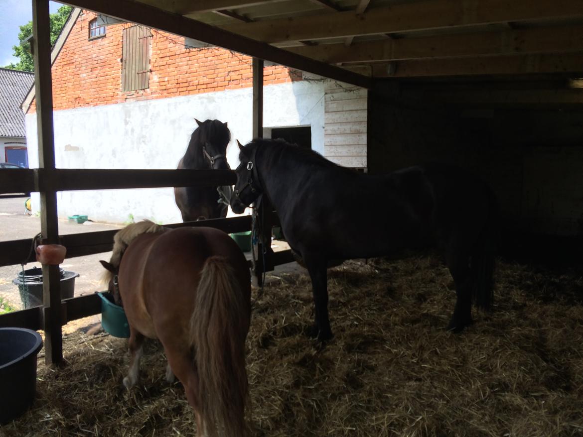Islænder Sanna fra Åsbæk  billede 9