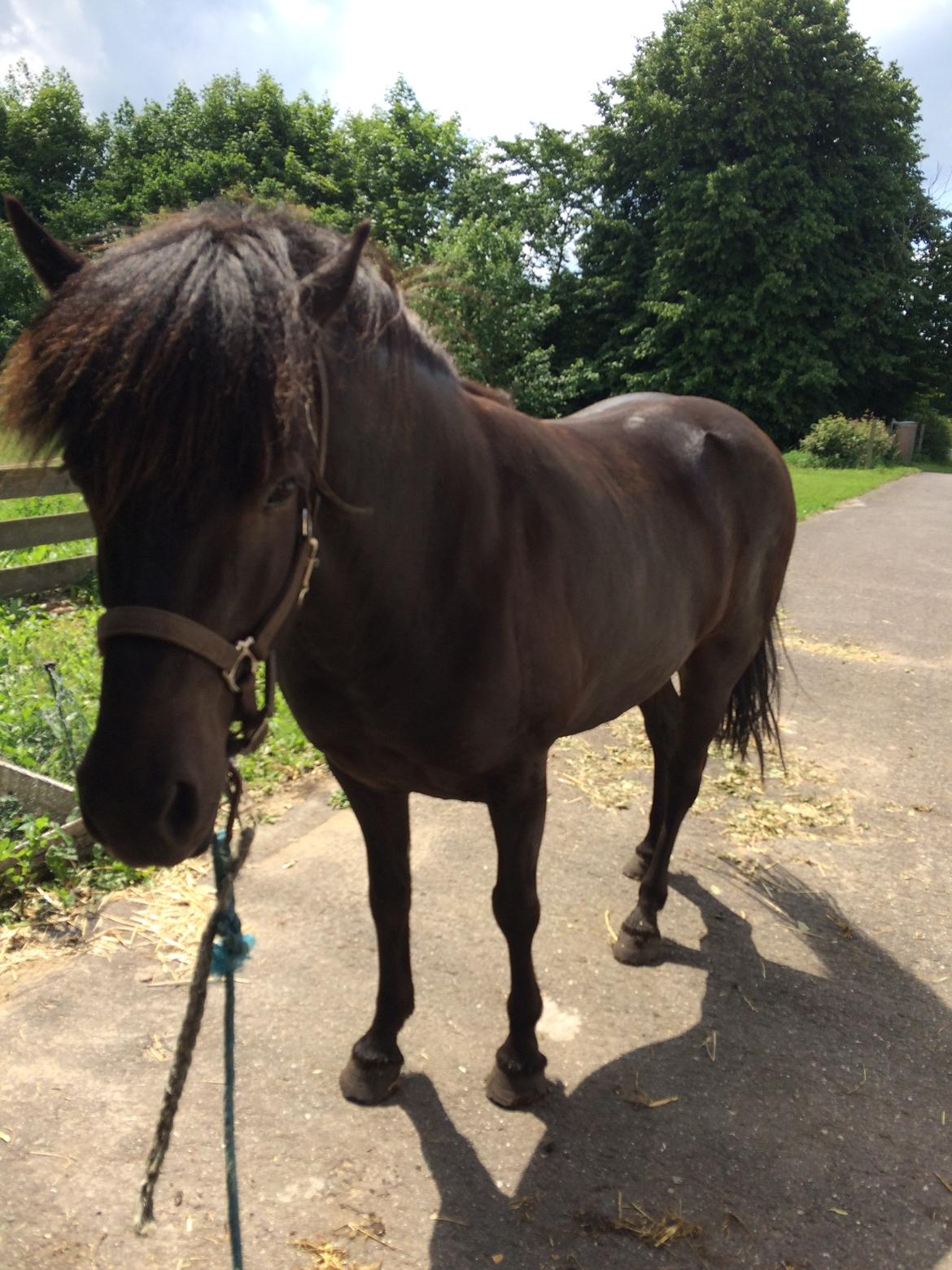 Islænder Sanna fra Åsbæk  billede 10
